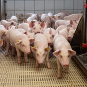 suíno suínos suína suinocultura porco porcos carne suína suinocultor leitão leitões