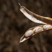 50898237442_edd6703325_k