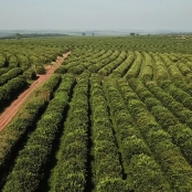 cafezal