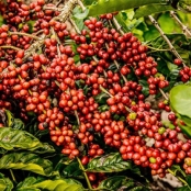 café arábica 1