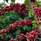 café arábica