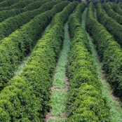 Cafe Cafezal - CNA (6)