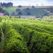 Cafe Cafezal - CNA (8)