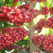 cafe conilon