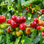 Café - Diego Vargas