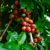 Café - Foto Envato (16)