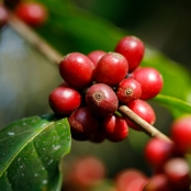 Café - Foto Envato (32)