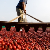 Café - Foto Envato (39)