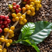 Café - Foto Envato (49)