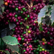 Cafe Lavoura - CNA (17)