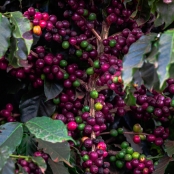 Cafe Lavoura - CNA (19)