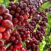 cafe robusta amazonico (11)