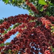 cafe robusta amazonico (7)