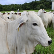 cow-nelore-farm-agro-agriculture
