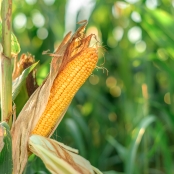 ear-of-corn-in-the-field-2021-08-29-04-28-55-utc