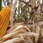 Espiga de Milho - Guilherme Dorigatti (1)