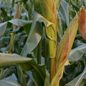 fresh-corn-field-2022-12-15-20-32-06-utc