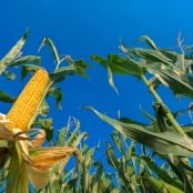 Milho - Foto Envato (11)