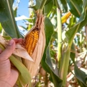 Milho - Foto Envato (4)