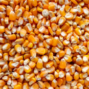 Milho Grão