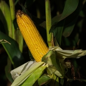 Milho Lavoura - CNA (3)