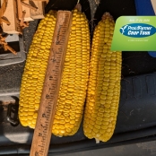 O Pro Farmer Crop Tour 2026 terminou nesta quinta-feira (20) com uma sinalização importante para o mercado agrícola dos Estados Unidos o milho apresenta potencial abaixo do estimado pelo USDA, enq (1)