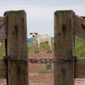 Pecuaria_sal_miniral