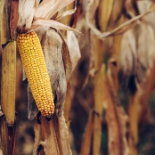 ripe-yellow-ear-of-corn-on-the-cob-2022-02-02-05-05-51-utc