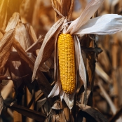 rows-of-young-corn-growing-on-a-field-2021-08-28-11-36-53-utc