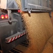 Soja - Caminhão - Moega