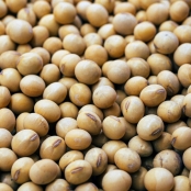 Soja