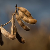 Soja Vagem Amarelada - CNA (2)