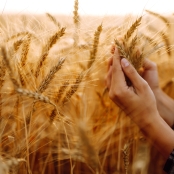 Trigo - Foto Envato (10)
