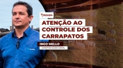 INGO