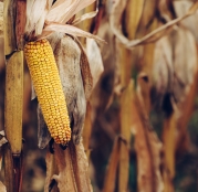 ripe-yellow-ear-of-corn-on-the-cob-2022-02-02-05-05-51-utc