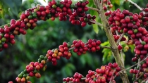 café arábica