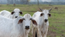 nelore-cattle-farm-pasture-selective-focus