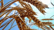 2022-03-19T152224Z_1_LYNXNPEI2I06E_RTROPTP_4_UKRAINE-CRISIS-FOOD