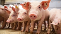 suíno suínos suína suinocultura porco porcos carne suína suinocultor leitão leitões