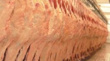 carne novo