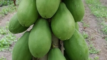 Área de cultivo de mamão em Itaberaba (BA)