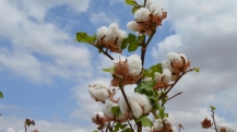 algodao (9)