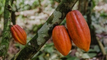 cacau