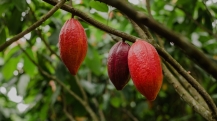 cacau