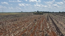 Plantio em Confresa-MT - Outubro 2026 (3)