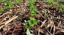 plantio soja ms 2
