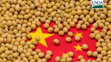 Soja China - USDA