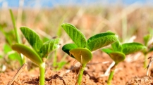 Soja germinando