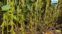 USDA Soja
