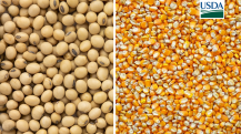 USDA - Soja e Milho (2)